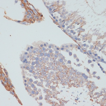 NT5E Antibody