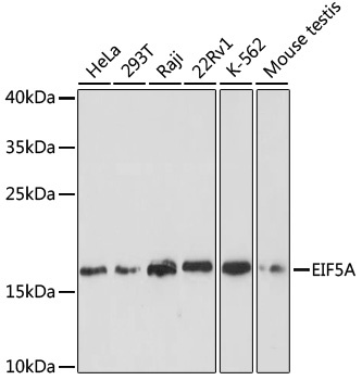 EIF5A Antibody