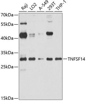 TNFSF14 Antibody