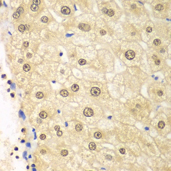 PSMD2 Antibody