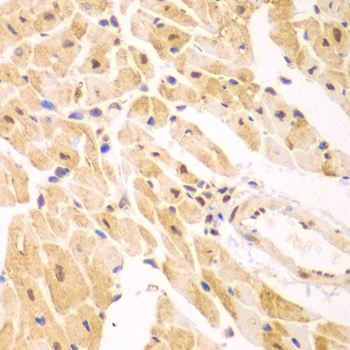 PSMD2 Antibody