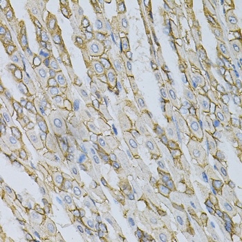 AP2B1 Antibody