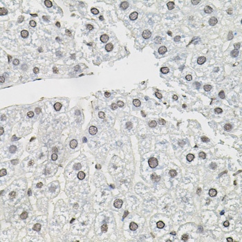 TCEB1 Antibody