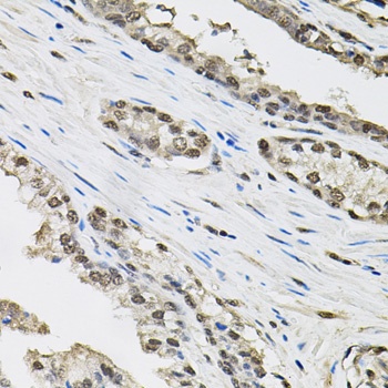 TCEB1 Antibody