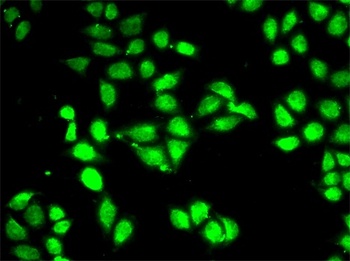 PSMC3 Antibody