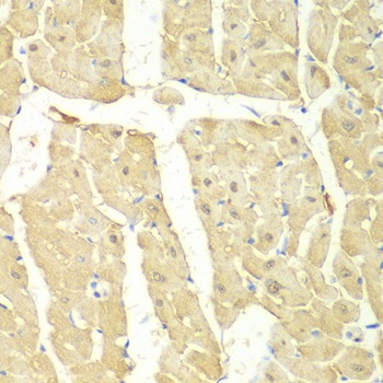 PSMC2 Antibody