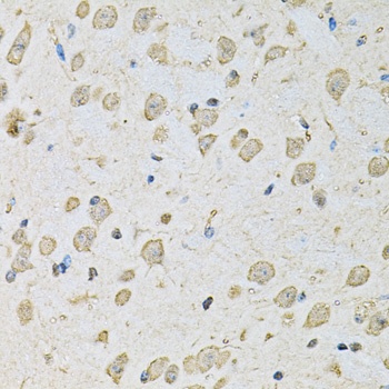 PSMC2 Antibody