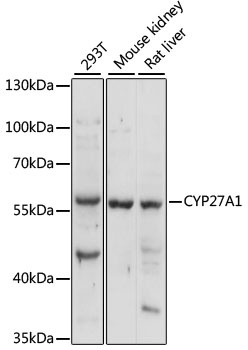 CYP27A1 Antibody