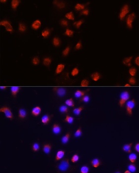 ACVR2A Antibody