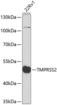 TMPRSS2 Antibody