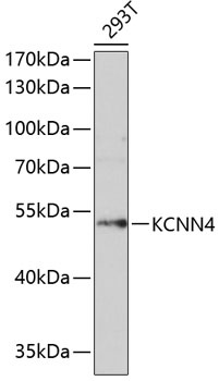KCNN4 Antibody