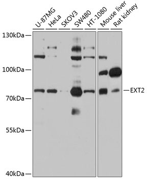 EXT2 Antibody