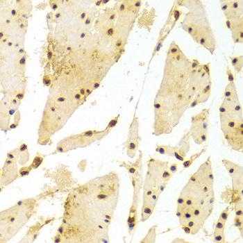 HIST2H2BE Antibody