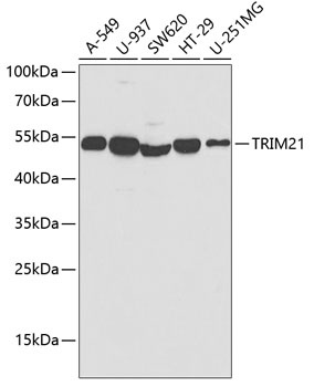 TRIM21 Antibody