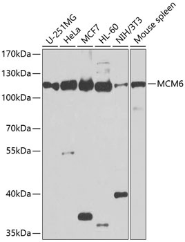 MCM6 Antibody