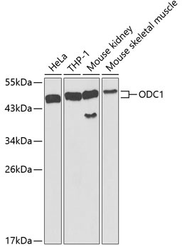 ODC1 Antibody