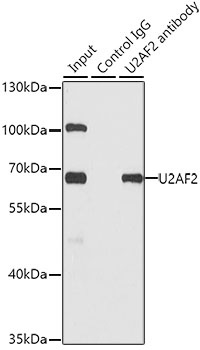 U2AF2 Antibody