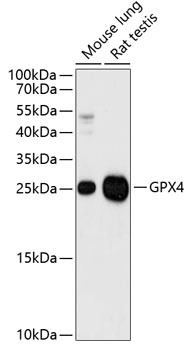 GPX4 Antibody