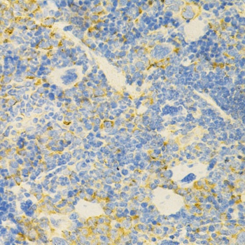 GPX4 Antibody