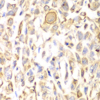 CD151 Antibody