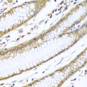 GNAI3 Antibody