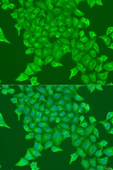 BST2 Antibody