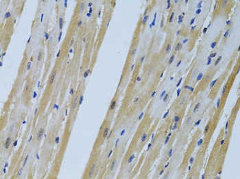 FHL2 Antibody