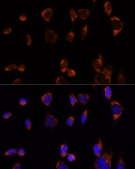 PDHA1 Antibody