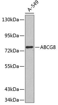 ABCG8 Antibody