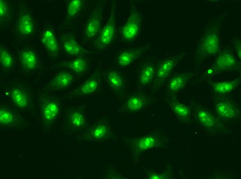 POLR2D Antibody