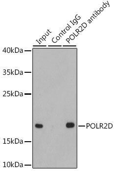 POLR2D Antibody