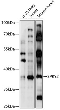 SPRY2 Antibody