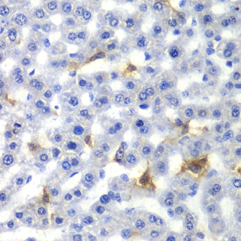 NR0B2 Antibody