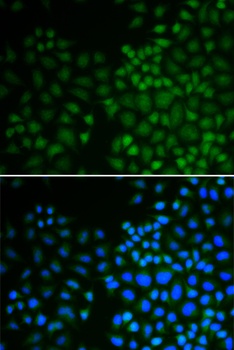 NR0B2 Antibody