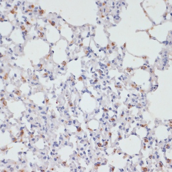 SFTPC Antibody