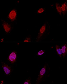 PTBP1 Antibody