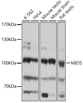 MIOS Antibody