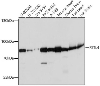 FSTL4 Antibody