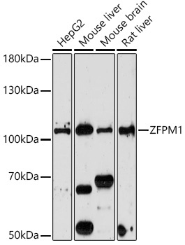 ZFPM1 Antibody