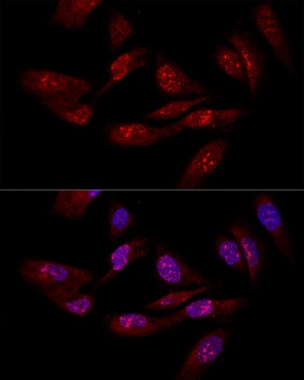 EIF6 Antibody