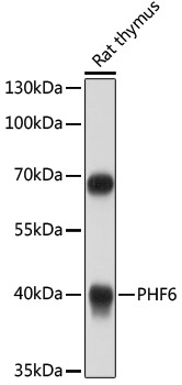 PHF6 Antibody