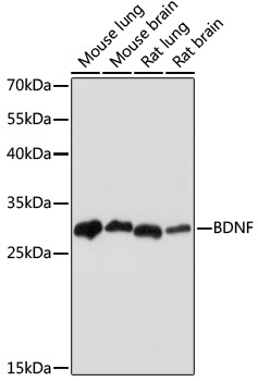 BDNF Antibody