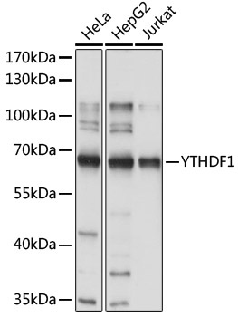 YTHDF1 Antibody