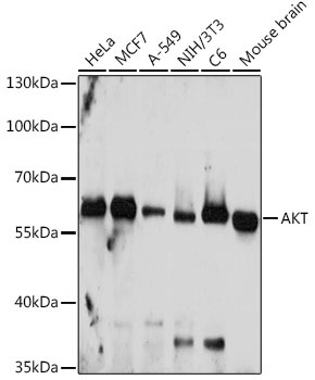 AKT1/AKT2/AKT3 Antibody