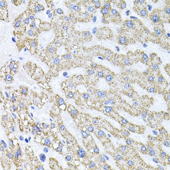 SDC2 Antibody