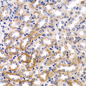 CYP24A1 Antibody