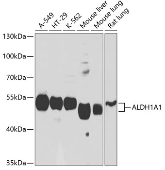 ALDH1A1 Antibody