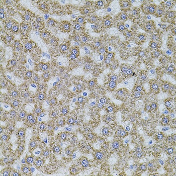 ALDH1A1 Antibody