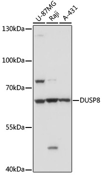DUSP8 Antibody