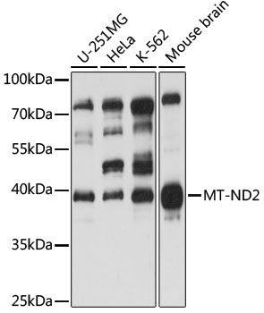 MT-ND2 Antibody